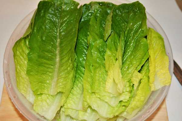 Romaine Lettuce Soup Recipe-Lettuce Leaves in Bowl