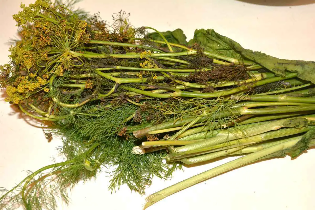 Sun Pickles Recipe-Bunch of Dill on the Table
