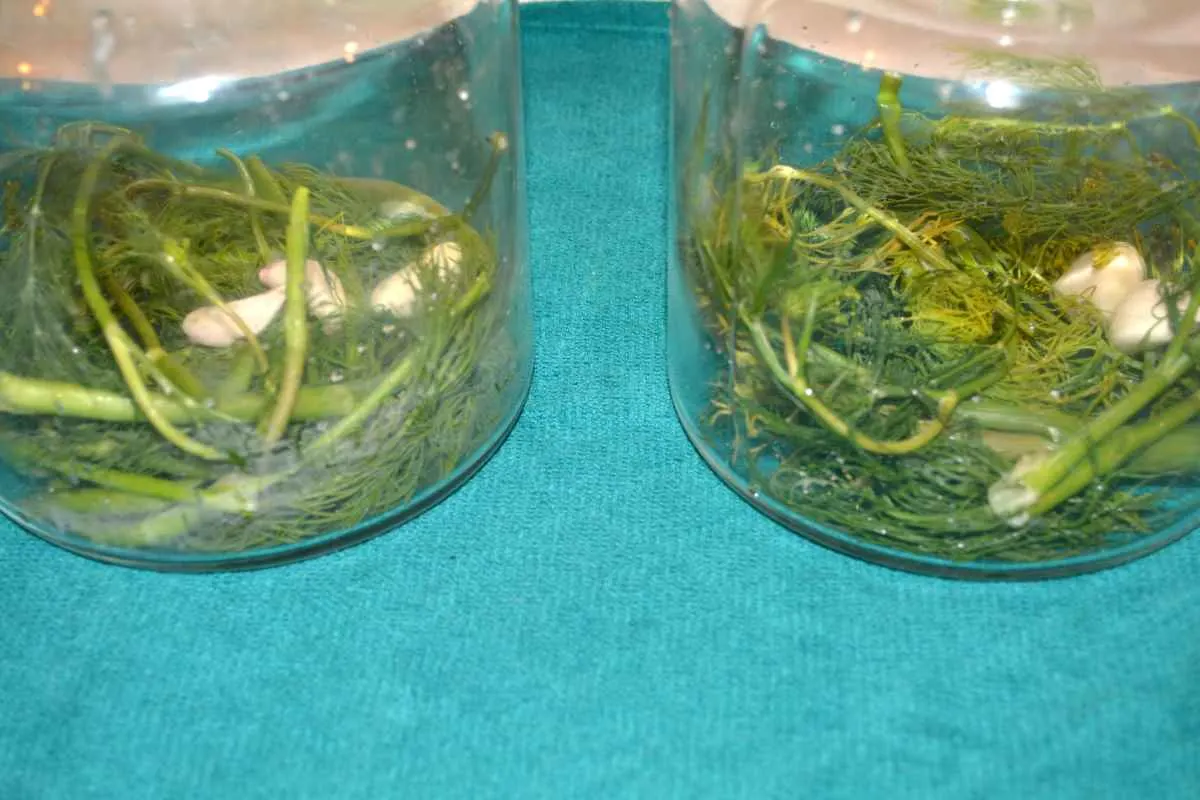 Sun Pickles Recipe-Dill and Garlic Cloves in the Jars
