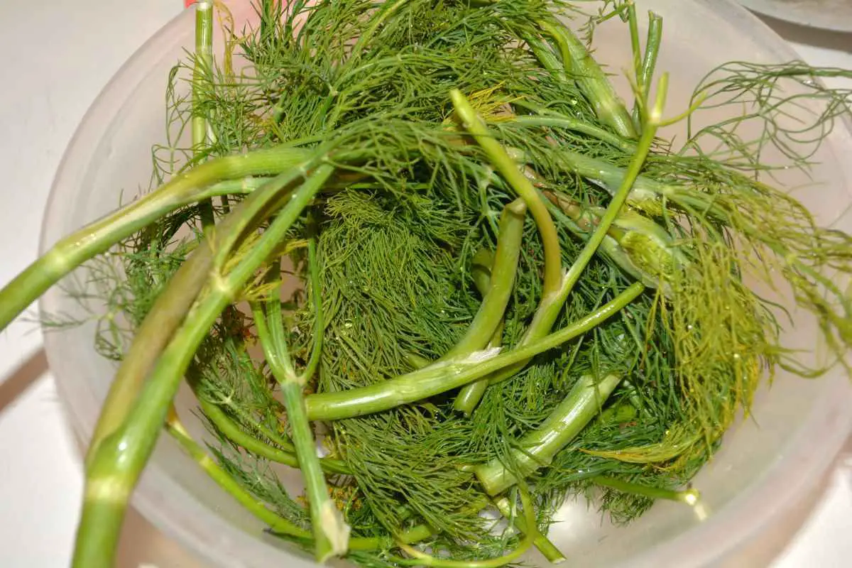 Sun Pickles Recipe-Washed Bunch of Dill in the Bowl