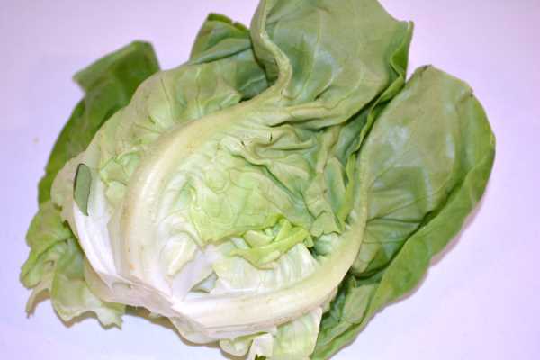 Sweet and Sour Butterhead Salad-Butterhead Lettuce on the Table