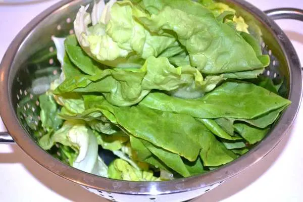 Sweet and Sour Butterhead Salad-Washed Lettuce Leaves in the Strainer